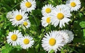 Camomila (matricaria Recutita) 100 Gr Ervas Para Chá