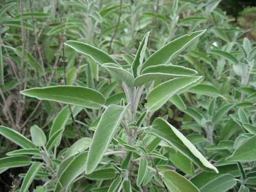 15 Semillas Salvia Officinalis - Salvia Comun $39.00 Cod.195