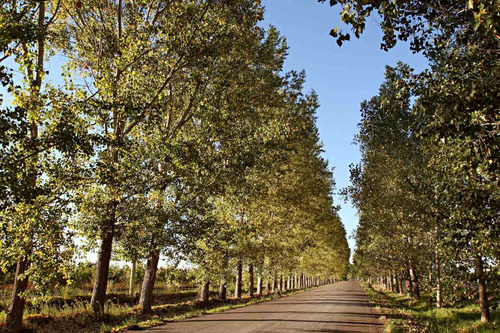 Finca Super Premium En Valle De Uco, La Consulta. Mendoza