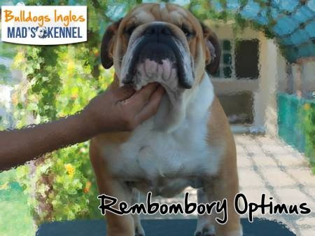 Bulldog Ingles Semental Pedigree Impresionante!! Op4