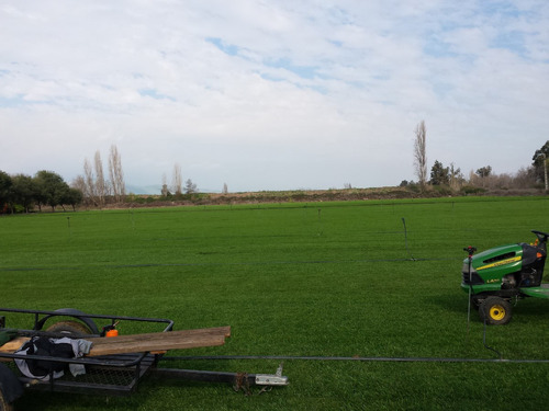 Venta De Pasto Natural De Alto Trafico