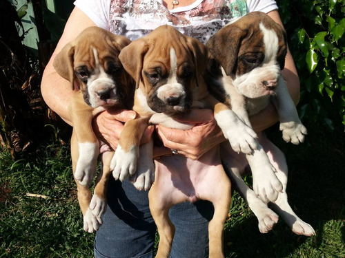 Filhotes De Boxer Legítimos Em Santo André, Sp À Retirar.