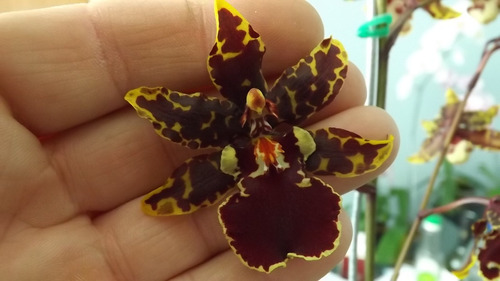 Orquidea Colmanara Petite Sirah | MercadoLibre