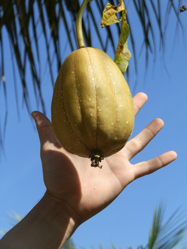 Imagem 2 de 4 de Sementes Esponja Individual P/ Banhos Bucha Luffa Comestível
