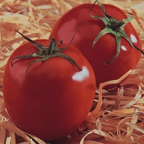 Tomate Santa Cruz Gigante Huerta - 40 Semillas Para Plantas
