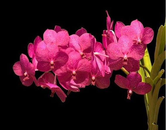 Orquídea Vanda Vermelha | Frete grátis