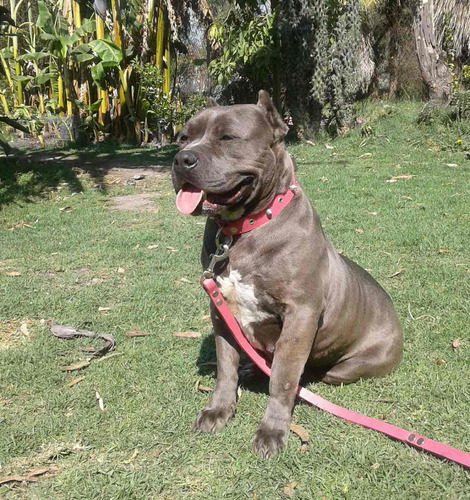 Excelente Hembra American Bully Pre Ukc 