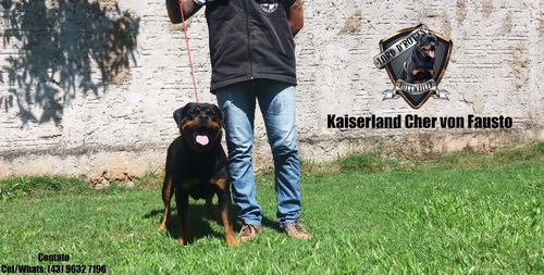 Filhotes De Rottweiler - Linhagem De Campeões (fêmeas)