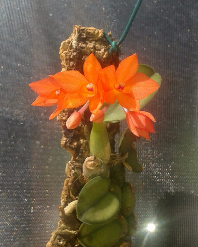 Sophronitis Cernua Adulta