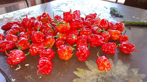 52 Sementes De Carolina Reaper Hp22b 0riginais. Envio Gratis