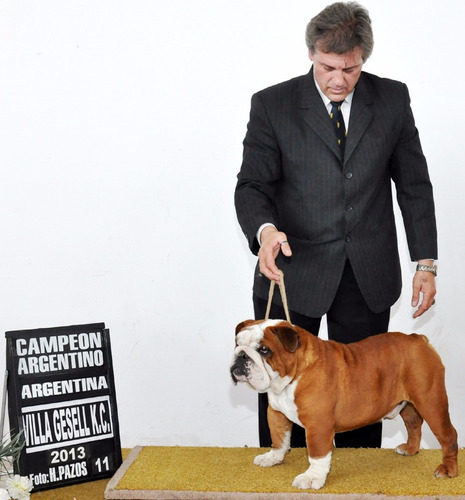Bulldog Ingles- Macho En Servicio De Stud
