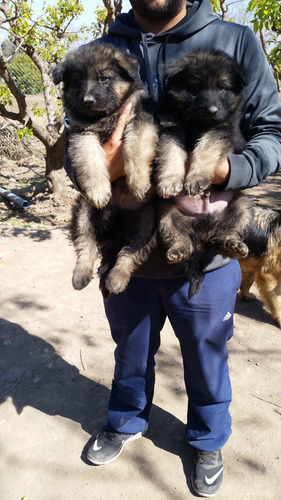 Cachorros Pastor Aleman