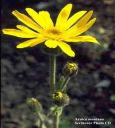 Arnica Ramos 100 Gr Ervas Secas Para Chá