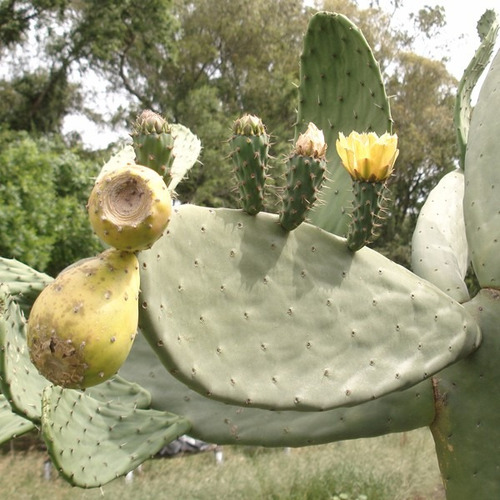 Esquejes (pencas) Tuna De Higo Verde Amarillo