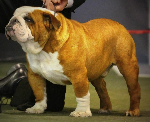 Bulldog Ingles- Macho En Servicio De Stud