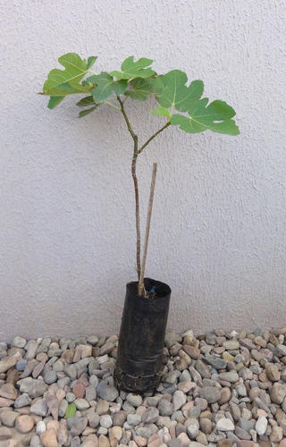 Imagem 2 de 4 de Figo Roxo De Valinhos Muda Com 80 Cm Já Produz