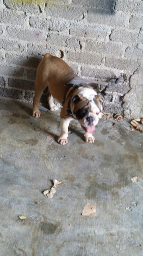 Imagen 3 de 4 de Bulldog Para Monta