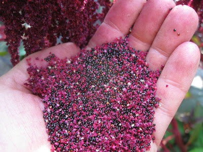 Imagem 3 de 8 de Combo Sementes Amaranto Hopi Red Dye + Love Lies Bleeding