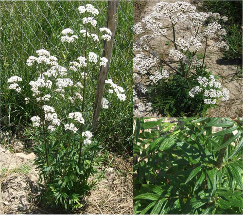 30 Sementes De Valeriana Valeriana Officinalis Erva Flor