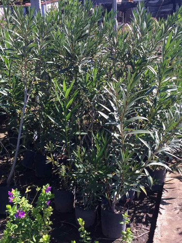 Plantas Laurel De Flor Cerco Vivo Perimetral Vivero Pack X7