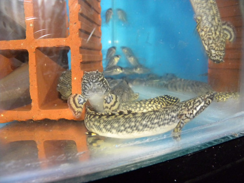 Imagen 2 de 4 de Pez Dragón Bichir Polypterus Ornatipinnis - Peces Tropicales