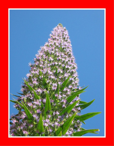 Echium Pininana - Tree Echium - Flor - Sementes Para Mudas