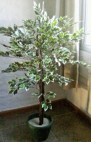 Plantas De Interior Artificiales - Ficus Disciplinado