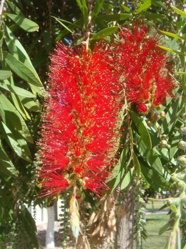 Callistemon Viminalis Chorão Escova Garrafa Bonsai Sementes