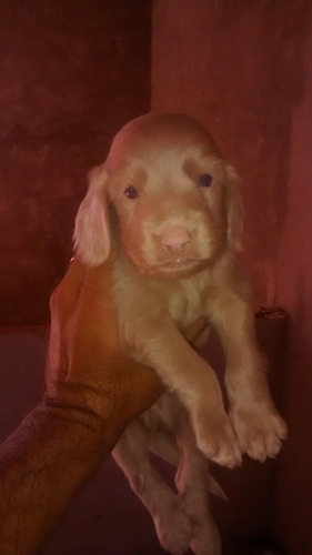 Ultimo Cachorrinho Da Ninhada De Cockspem Ja Operado