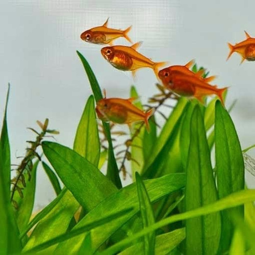 Tetra Ember / Tetra Ambar / Tetra Amandae