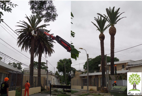 Imagen 2 de 6 de Poda Y Tala De Arboles.. Empresa Reglamentada