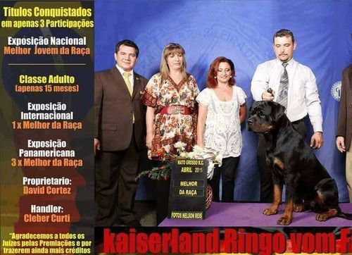 Filhotes De Rottweiler - Linhagem De Campeões (machos)