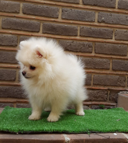 Hermosos Ejemplares Pomerania Blancos Con Pedigree Int.