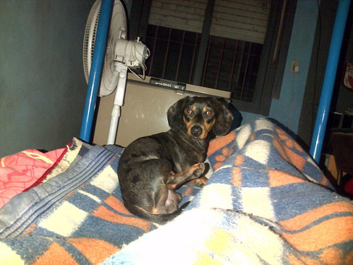 Servicio Salchicha Dachshund Mini