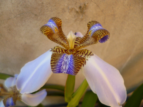 Planta De Lirio Caminante Neomarica Gracilis