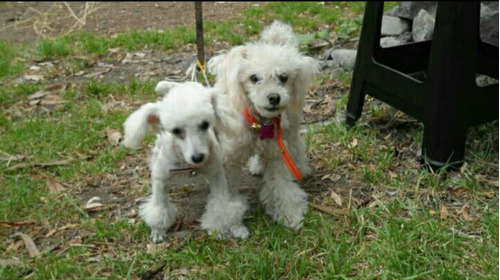 Cachorros Poodle Toy