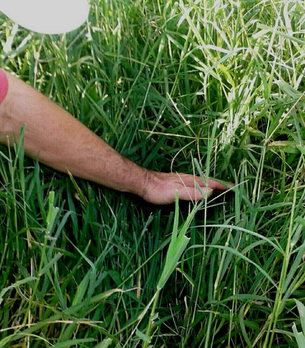 25 Kg De Sementes De Tifton-9 (paspalum Nutatum)