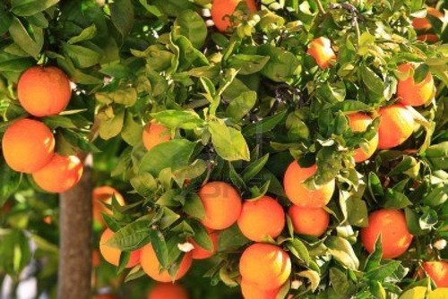 Arbol De Naranja Naranjo De Jugo Frutales Injertado Senasa