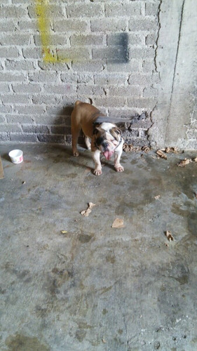 Imagen 4 de 4 de Bulldog Para Monta