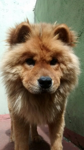 Cachorra Show Show Femia