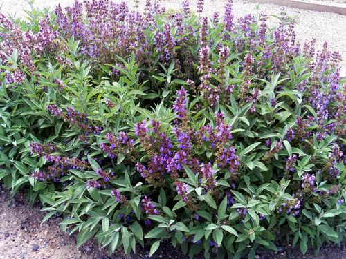 15 Semillas Salvia Officinalis - Salvia Comun $39.00 Cod.195