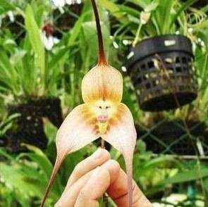 Orquídeas - 10 Sementes Selecionadas-orquídea Cara De Macaco | MercadoLivre