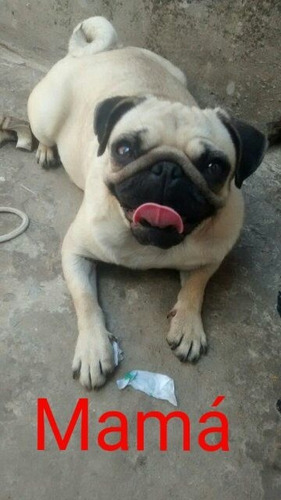 Pug Carlino