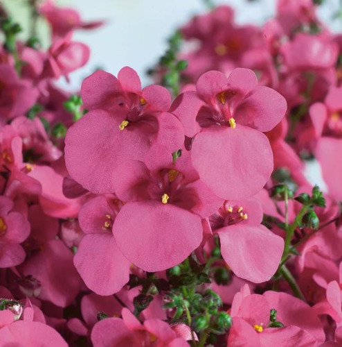 Diascia Rosa 20 Semillas Flor Requiere De Sol Sdqro2