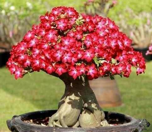 Rosa Del Desierto (adenium Obesum) | MercadoLibre