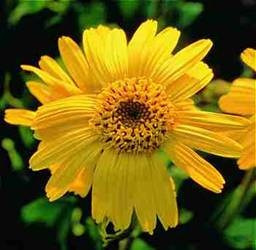 Arnica Ramos 100 Gr Ervas Secas Para Chá