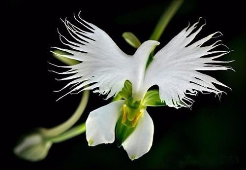 100 Sementes De Orquidea Pomba Branca 