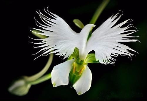 Orquideas Spathoglottis Branca | MercadoLivre 📦
