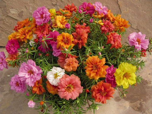 Imagem 3 de 6 de 200 Sementes De Onze Horas Dobrada Sortida Flor