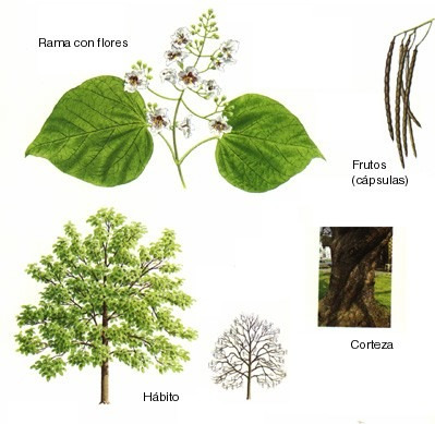 Semillas De Catalpa Bignonioides Arbol Flor